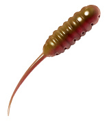 Maggot Опарыш хвостатый